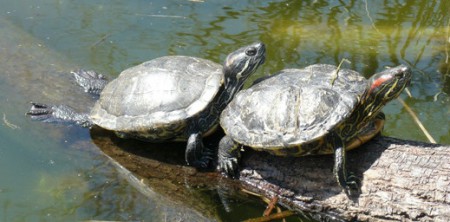 Želva nádherná (Trachemys scripta elegans)