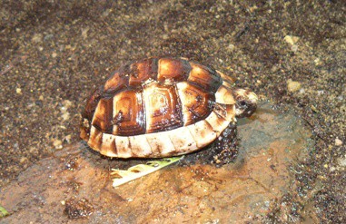 Želva vroubená (Testudo marginata)