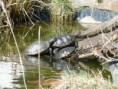 /album/fotogalerie-zelva-nadherna-trachemys-scripta-elegans-/p1210134-jpg1/