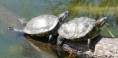 /album/fotogalerie-zelva-nadherna-trachemys-scripta-elegans-/p1210158-jpg2/