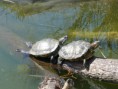 /album/fotogalerie-zelva-nadherna-trachemys-scripta-elegans-/p1210158666-jpg/